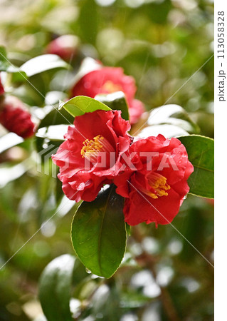 和風イメージ　ツバキ(椿：Camellia) 113058328