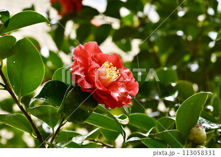 和風イメージ　ツバキ(椿：Camellia) 113058331
