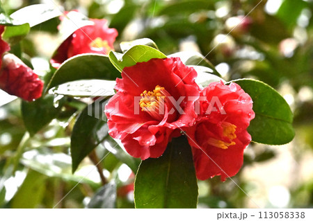 和風イメージ ツバキ(椿:Camellia) 和風イメージ ツバキ(椿:Camellia) 113058338