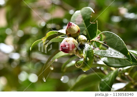 和風イメージ ツバキ(椿:Camellia) 和風イメージ ツバキ(椿:Camellia) 113058340