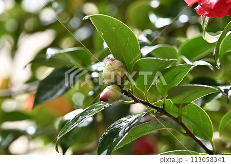 和風イメージ　ツバキ(椿：Camellia) 113058341