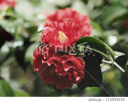 和風イメージ ツバキ(椿:Camellia) 和風イメージ ツバキ(椿:Camellia) 113058350