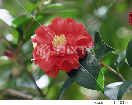 和風イメージ ツバキ(椿:Camellia) 和風イメージ ツバキ(椿:Camellia) 113058351