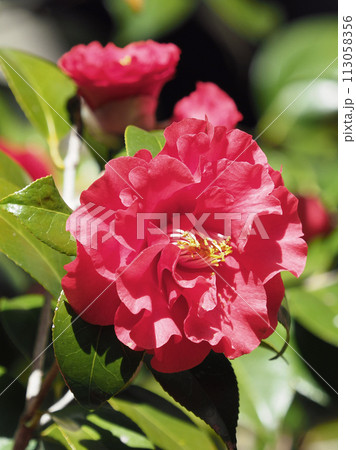 和風イメージ　ツバキ(椿：Camellia) 113058356