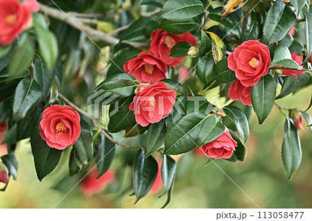 和風イメージ　ツバキ(椿：Camellia) 113058477