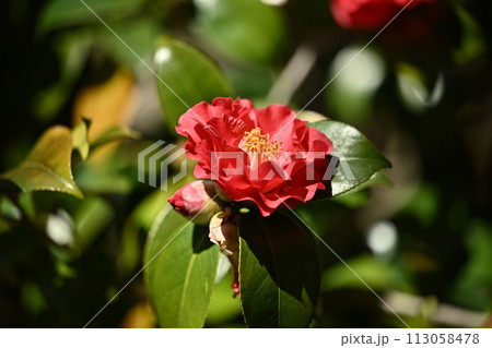 和風イメージ　ツバキ(椿：Camellia) 113058478