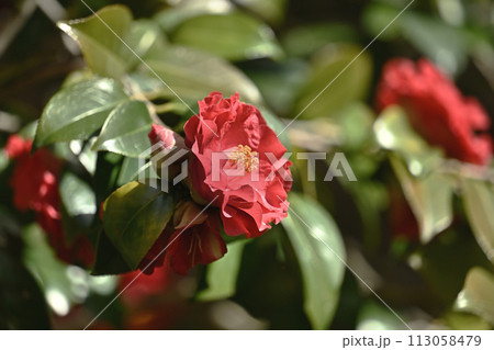 和風イメージ　ツバキ(椿：Camellia) 113058479