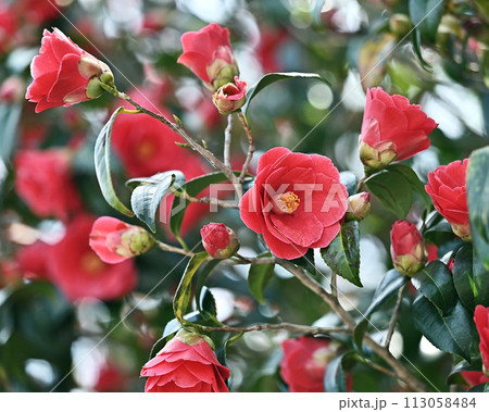 和風イメージ　ツバキ(椿：Camellia) 113058484