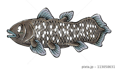 シーラカンス 113058631