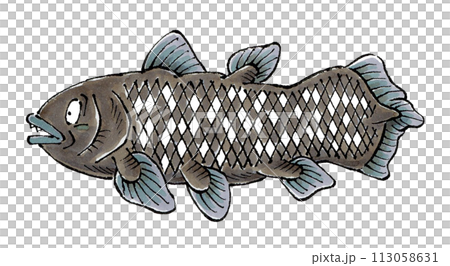 シーラカンス 113058631