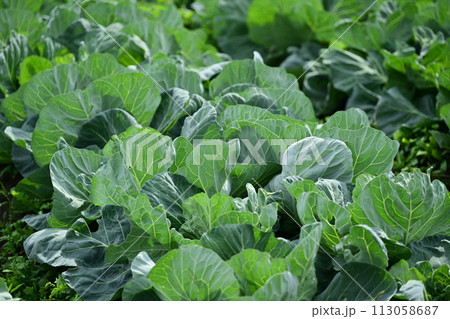 キャベツ畑:cabbage patch キャベツ畑:cabbage patch 113058687