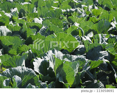 キャベツ畑:cabbage patch キャベツ畑:cabbage patch 113058691