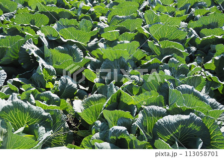 キャベツ畑：cabbage patch 113058701