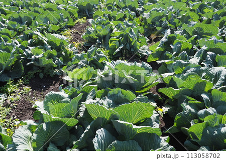 キャベツ畑:cabbage patch キャベツ畑:cabbage patch 113058702