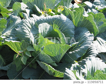 キャベツ畑:cabbage patch キャベツ畑:cabbage patch 113058711