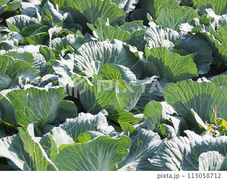 キャベツ畑:cabbage patch キャベツ畑:cabbage patch 113058712