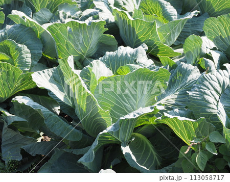 キャベツ畑:cabbage patch キャベツ畑:cabbage patch 113058717