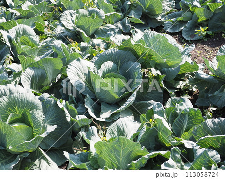 キャベツ畑：cabbage patch 113058724