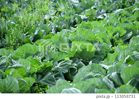 キャベツ畑:cabbage patch キャベツ畑:cabbage patch 113058731