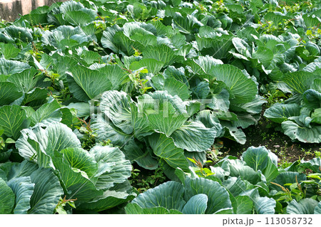 キャベツ畑:cabbage patch キャベツ畑:cabbage patch 113058732