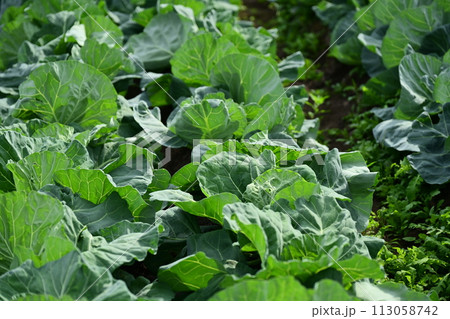 キャベツ畑:cabbage patch キャベツ畑:cabbage patch 113058742