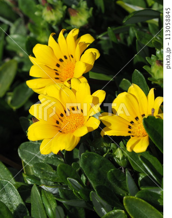ガザニア(Gazania rigens) 113058845