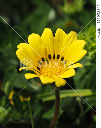 ガザニア(Gazania rigens) ガザニア(Gazania rigens) 113058849