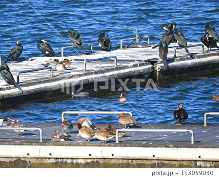 桟橋に集まるカワウとカモの群れ 113059030