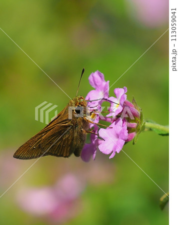 セセリチョウ(チャバネセセリ：small branded swift) 113059041