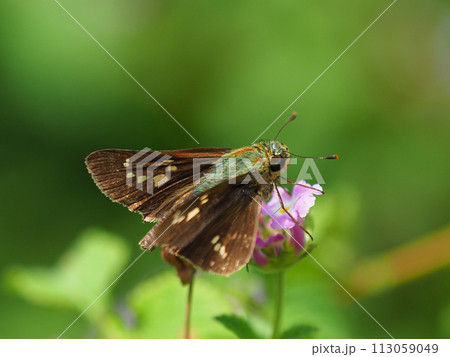 セセリチョウ(チャバネセセリ:small branded swift) セセリチョウ(チャバネセセリ:small branded swift) 113059049