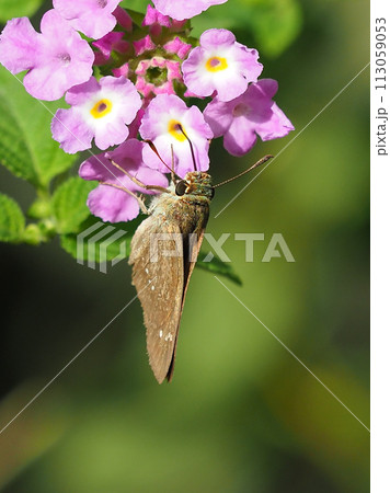 セセリチョウ(チャバネセセリ：small branded swift) 113059053