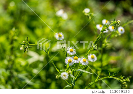 小さな白い花と小さなハナアブ～初夏の日差し～ 113059126