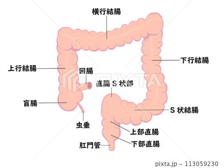 大腸の各部名称 113059230