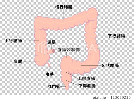 Names of parts of the large intestine Names of parts of the large intestine 113059230