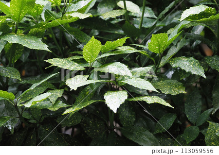 アオキ（フイリアオキ：Aucuba japonica） 113059556
