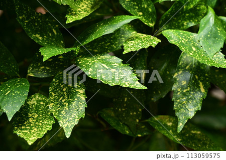 アオキ（フイリアオキ：Aucuba japonica） 113059575