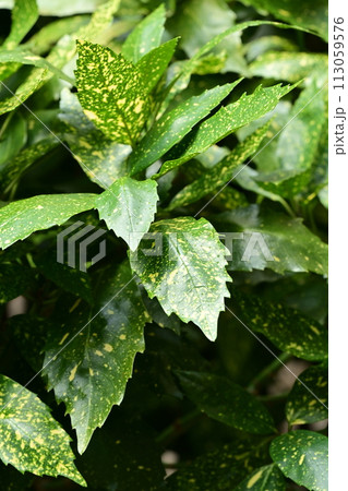 アオキ（フイリアオキ：Aucuba japonica） 113059576