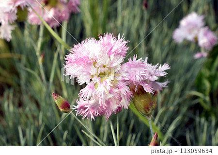 Pink carnation flower in the garden. 113059634