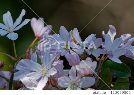 淡いピンクの花　キンポウゲ科クレマチスの開花 113059806