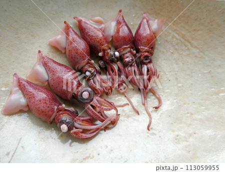 富山湾の春の風物詩！ホタルイカの写真 113059955