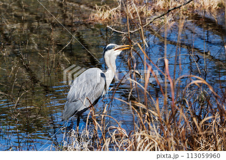 水辺で採餌するサギ科アオサギ 113059960