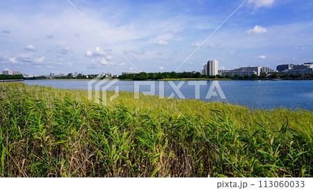 晴れ渡った谷津干潟公園（千葉県習志野市） 113060033
