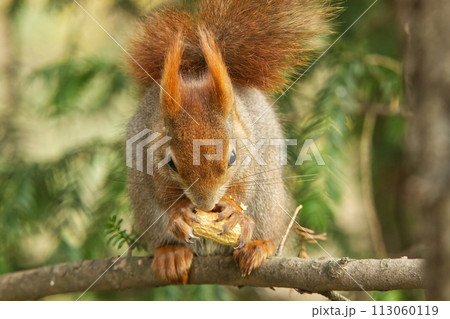 Red squirrel sitting in the tree in sunny spring day. 113060119