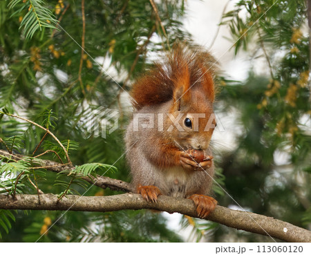 Red squirrel sitting in the tree in sunny spring day. Red squirrel sitting in the tree in sunny spring day. 113060120