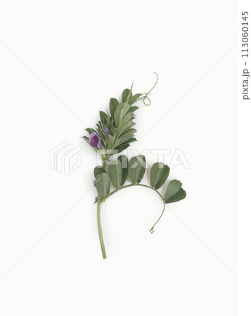 Vicia Sativa wild climbing plant. purple flower, flower tendrils, green leaves. Top view  113060145