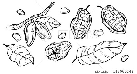 large set of whole and cut fruits of the cocoa tree cocoa beans in peel on a branch large set of whole and cut fruits of the cocoa tree cocoa beans in peel on a branch 113060242