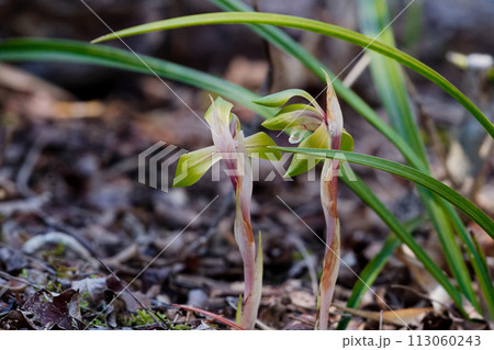 春の山野草ラン科シュンランの開花 113060243