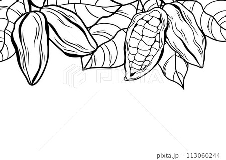 decorative frame made of leaves and fruits of cocoa tree, isolated linear border for design decorative frame made of leaves and fruits of cocoa tree, isolated linear border for design 113060244