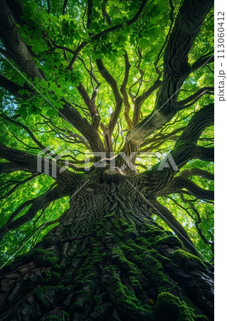 inside view of an ancient tree, taken from below looking up at its massive canopy and intricate branches with lush green leaves 113060412