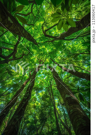In the heart of an ancient forest, towering trees reach towards the sky like giant silhouettes against the backdrop of dense foliage 113060417
